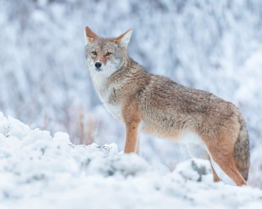 38 Different Types of Coyotes - NatureNibble