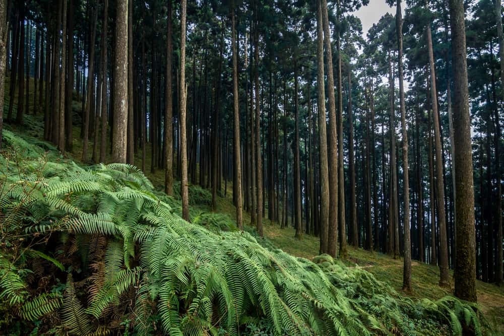This is a close look at a pine forest with ferns at the West Bengal province of India.