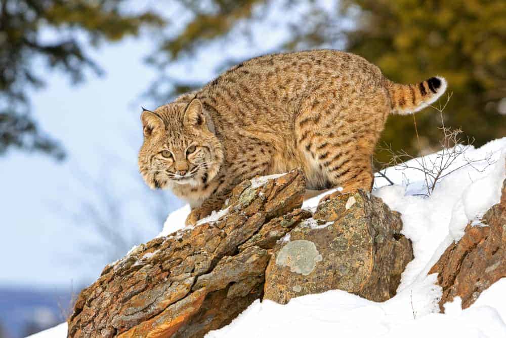This is a bob cat getting ready to pounce from a rock ledge.