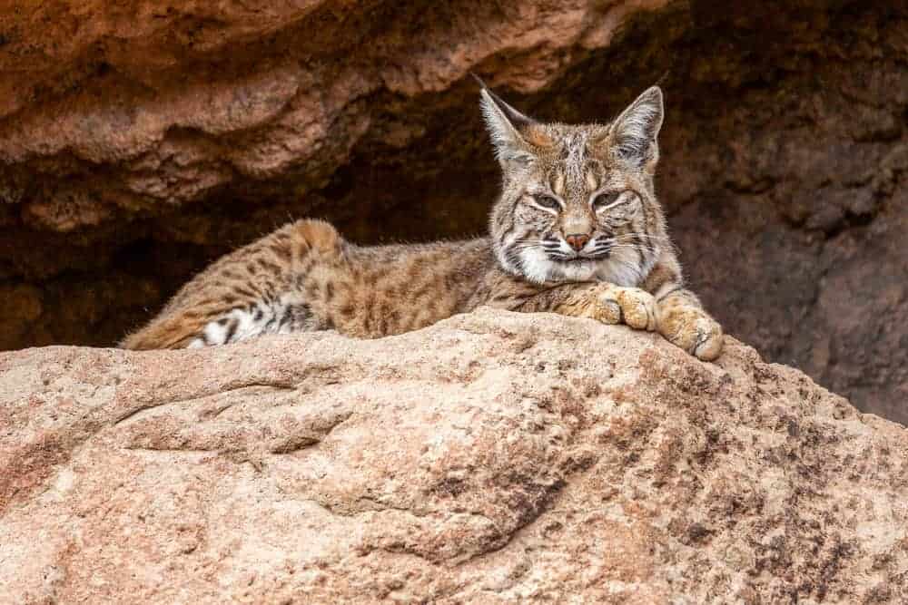 This is a bob cat resting on a rock ledge.