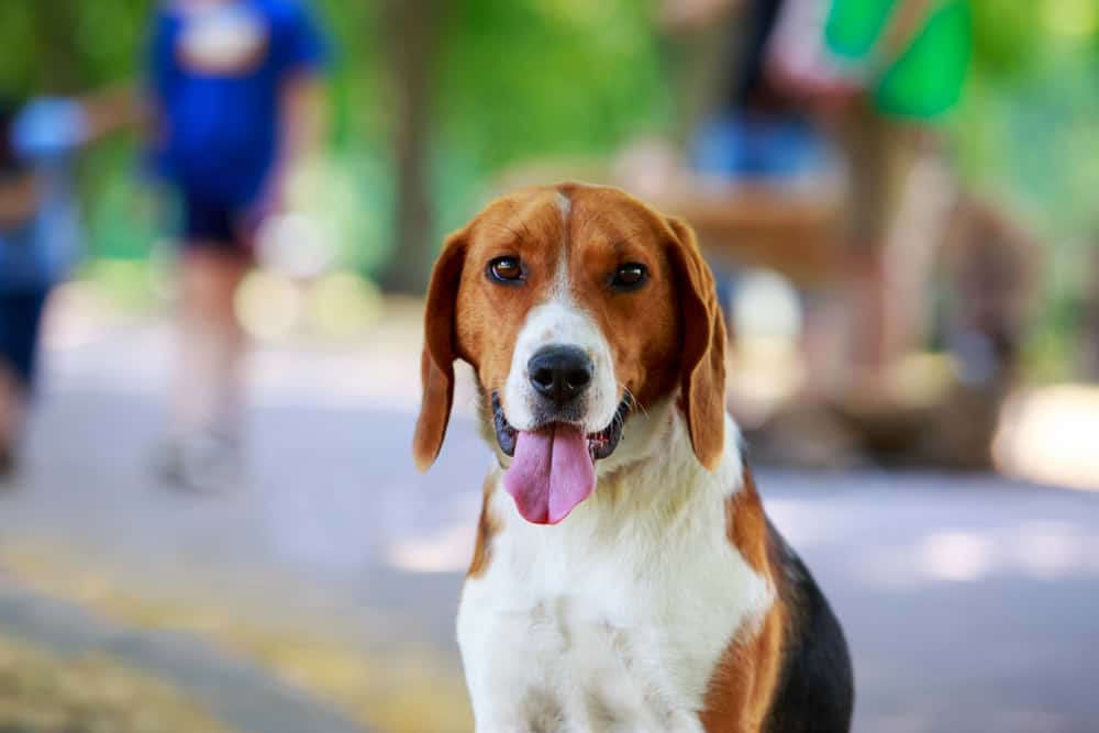 Close-up of American foxhound sitting on the park.