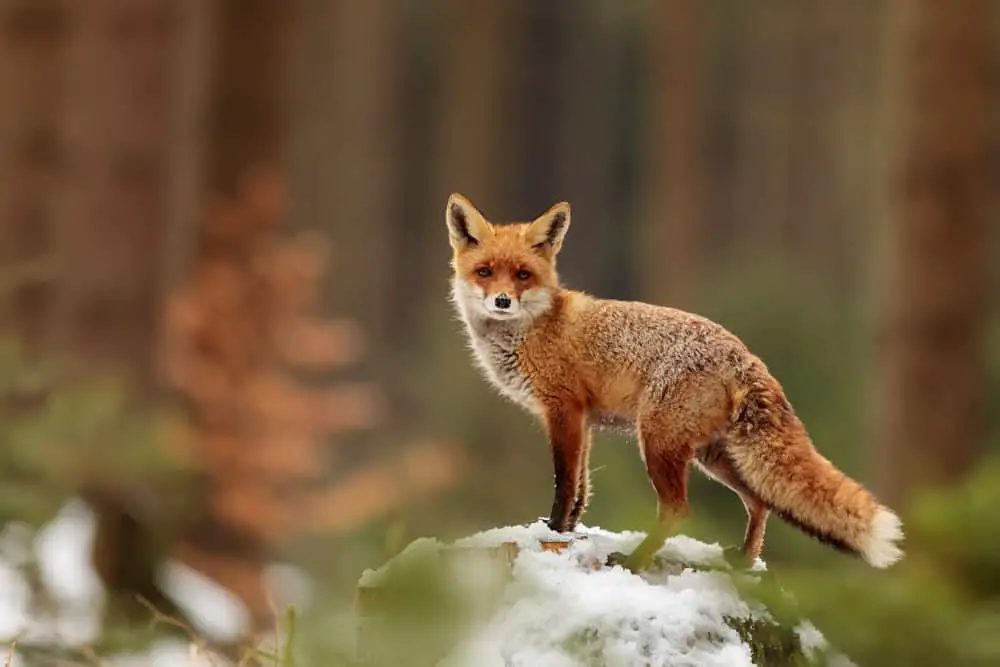 A red fox standing on a snow covered stump.