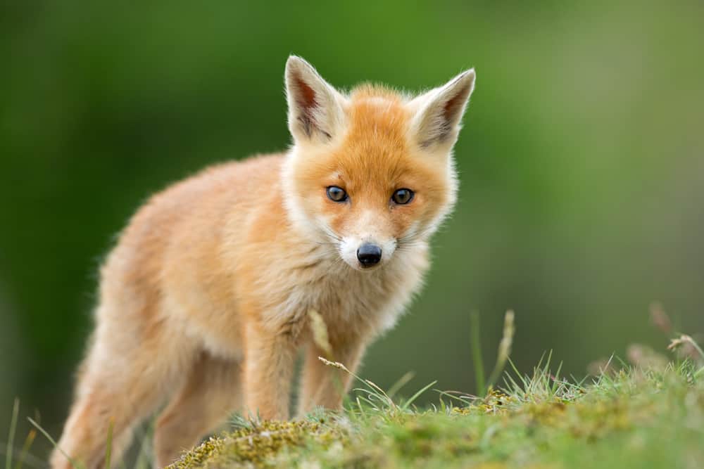 A red fox cub walking on a grassy field.