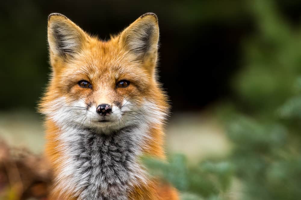 Close-up of a red fox making eye contact.