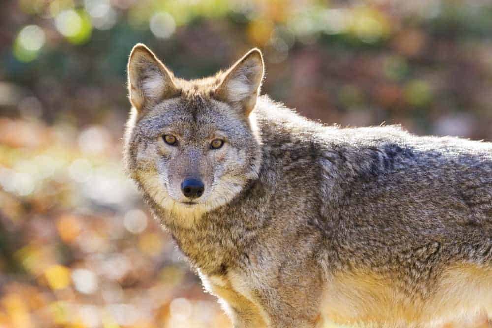 A close look at a coyote with gray fur in the wild.
