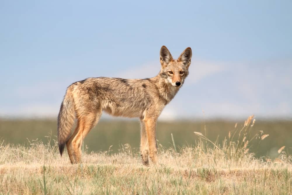 This is a reddish brown coyote standing on a grass field.