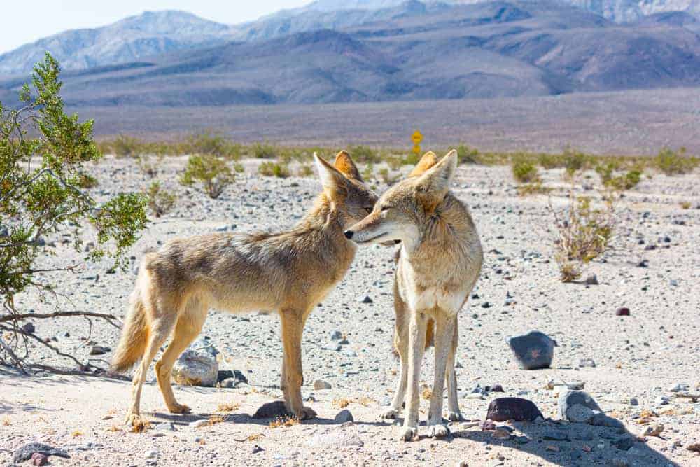 Two reddish brown coyotes at a desert landscape.