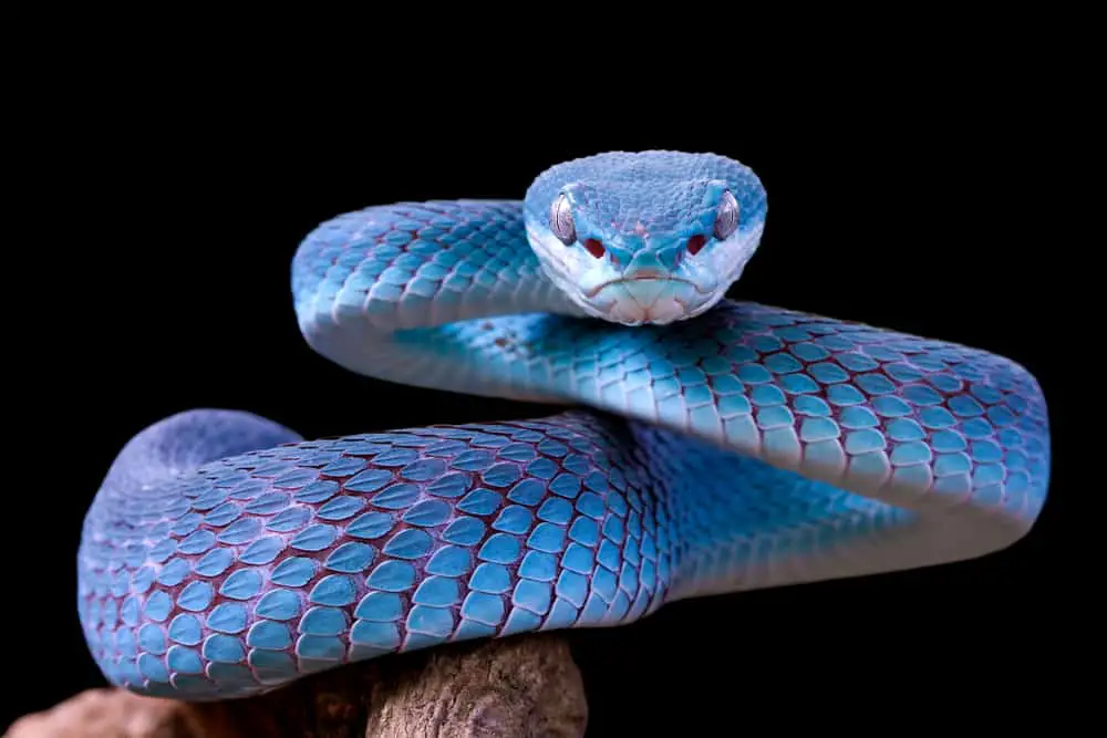 This is a blue viper poised to strike with fangs.