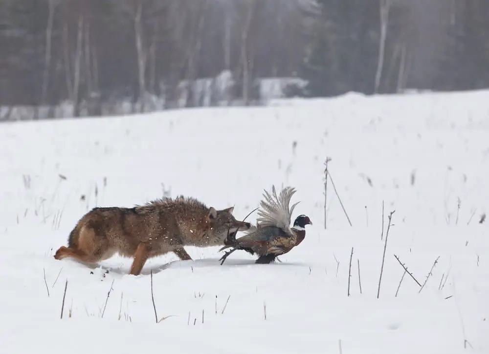 This is a coyote hunting the bird at a snowy terrain.