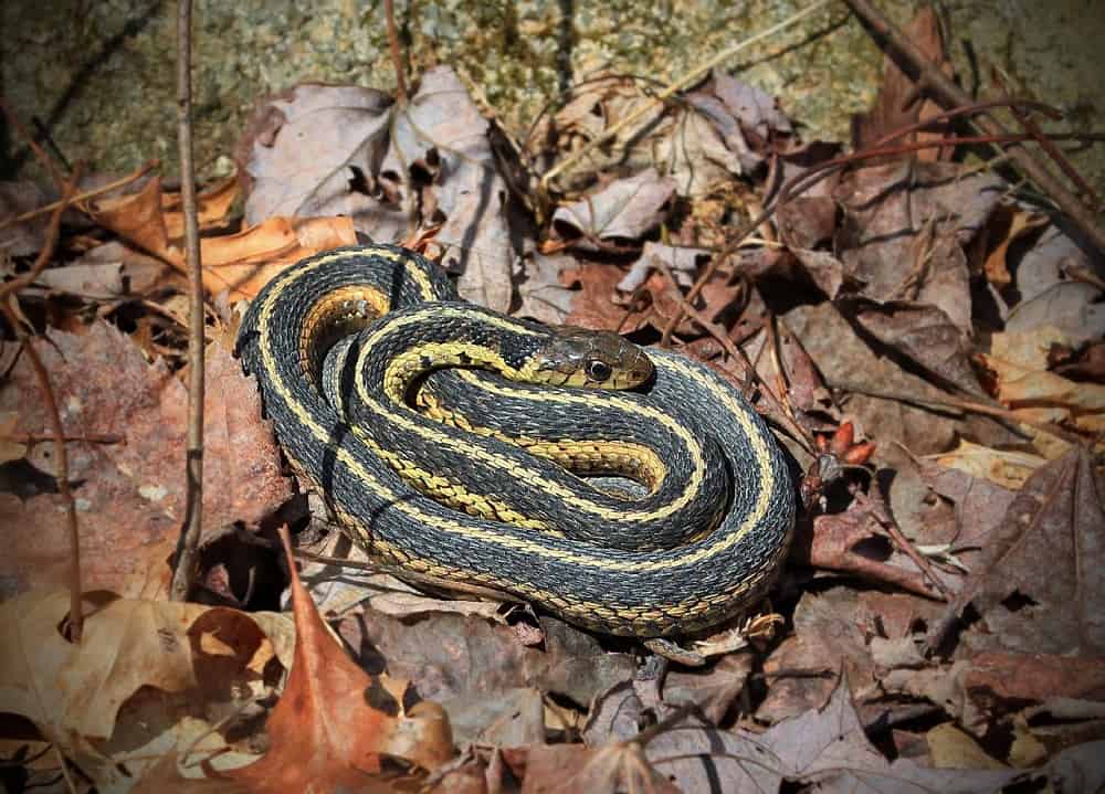 This is a close look at a coiled garter snake on the ground.
