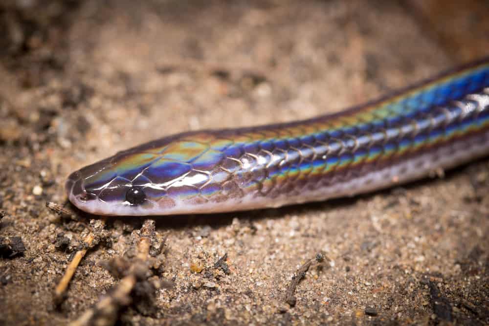 This is a close look at the head of a sunbeam snake with rainbow scales.