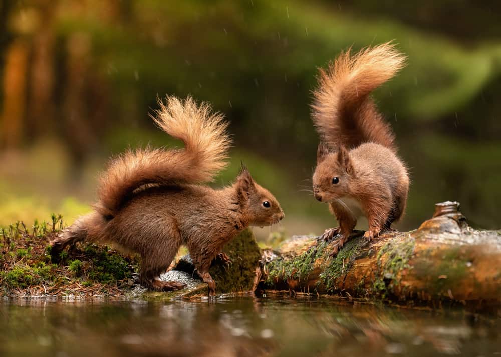 These are two squirrels by the pond together.