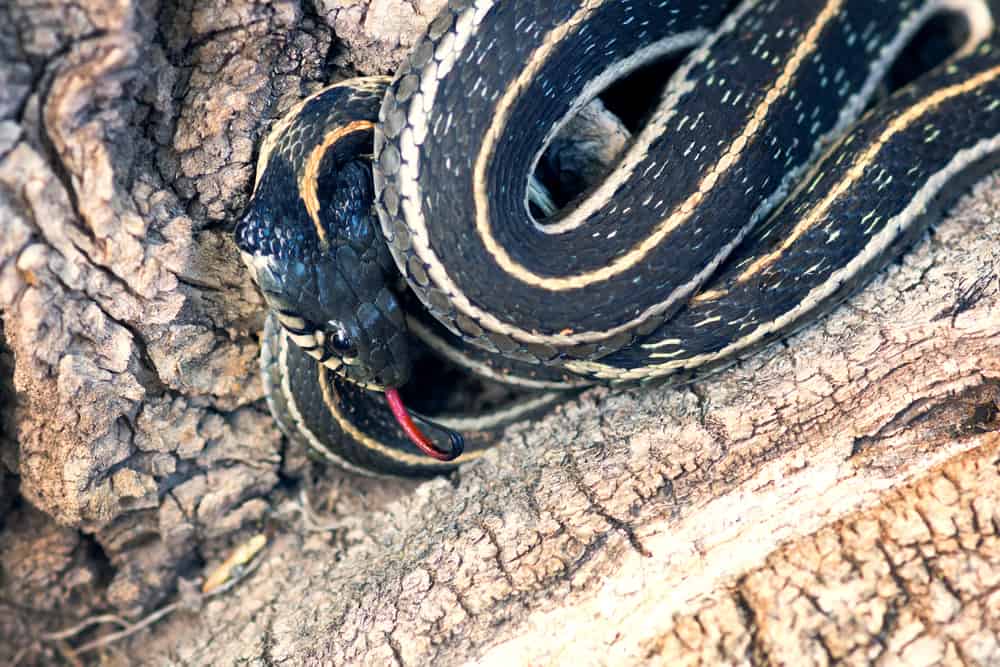This is a Mexican Garter Snake coiled by the root of a tree.