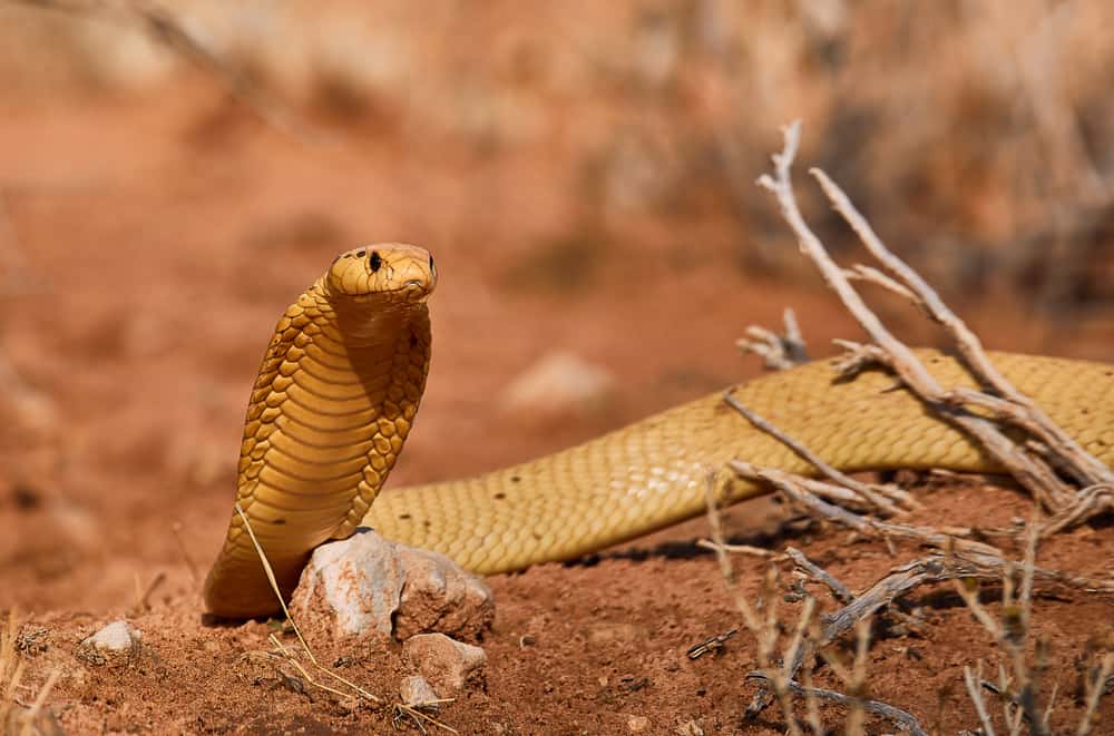 This is a Cape Cobra at a desert landscape.