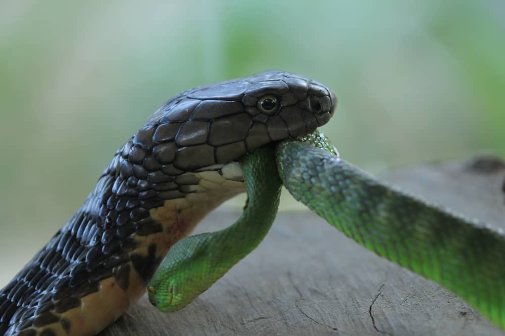 This is a close look at a king cobra eating a venomous viper.