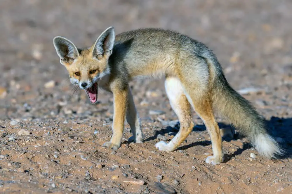 This is a Rüppel's fox on a desert landscape.
