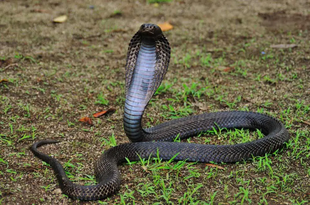 This is a black Equatorial Spitting Cobra.