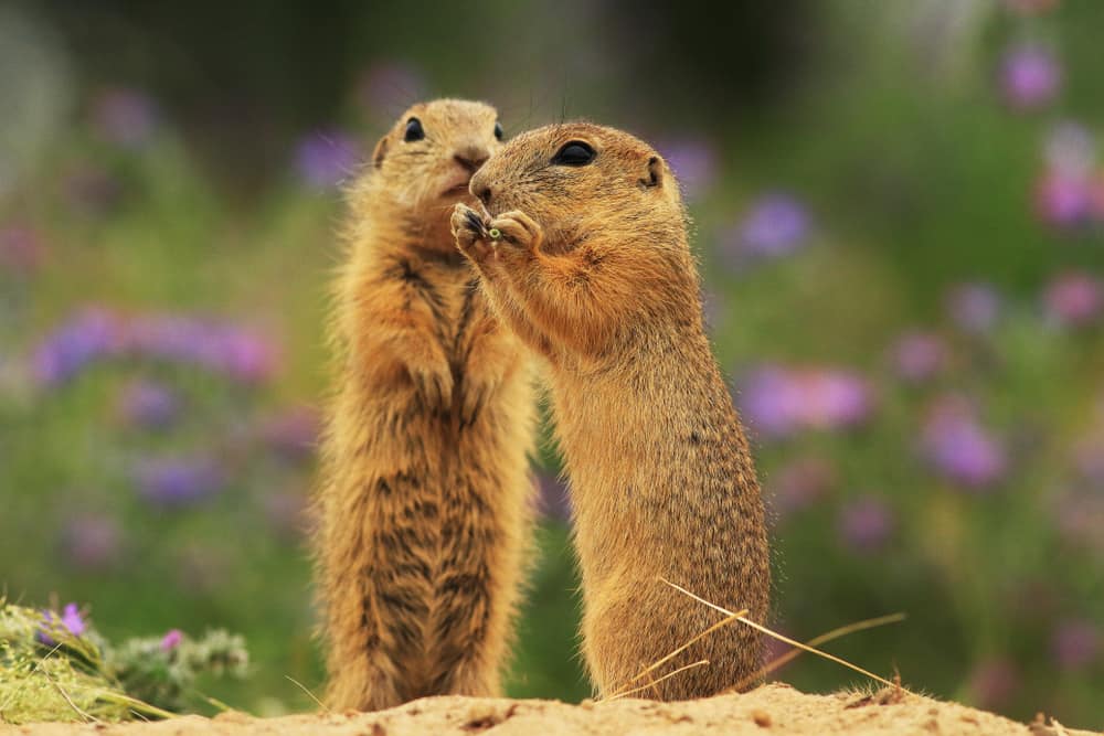 This is a pair of ground squirrels.