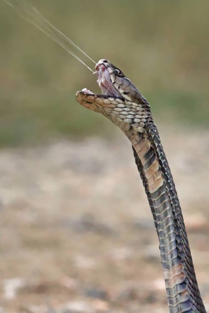 This is a close look at a spitting cobra.