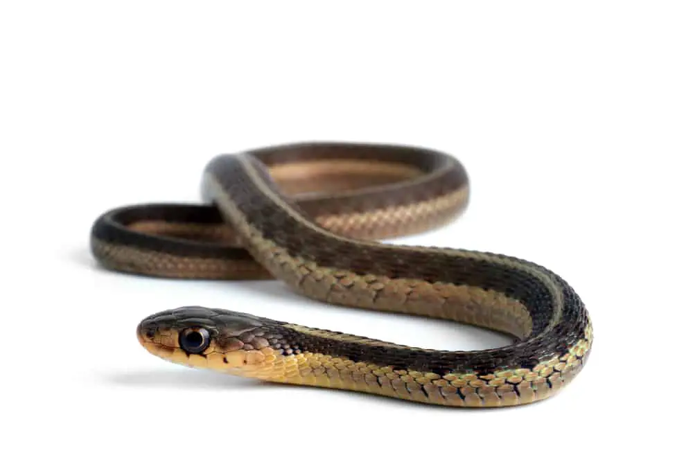 This is a Butler's Garter Snake on a white surface.