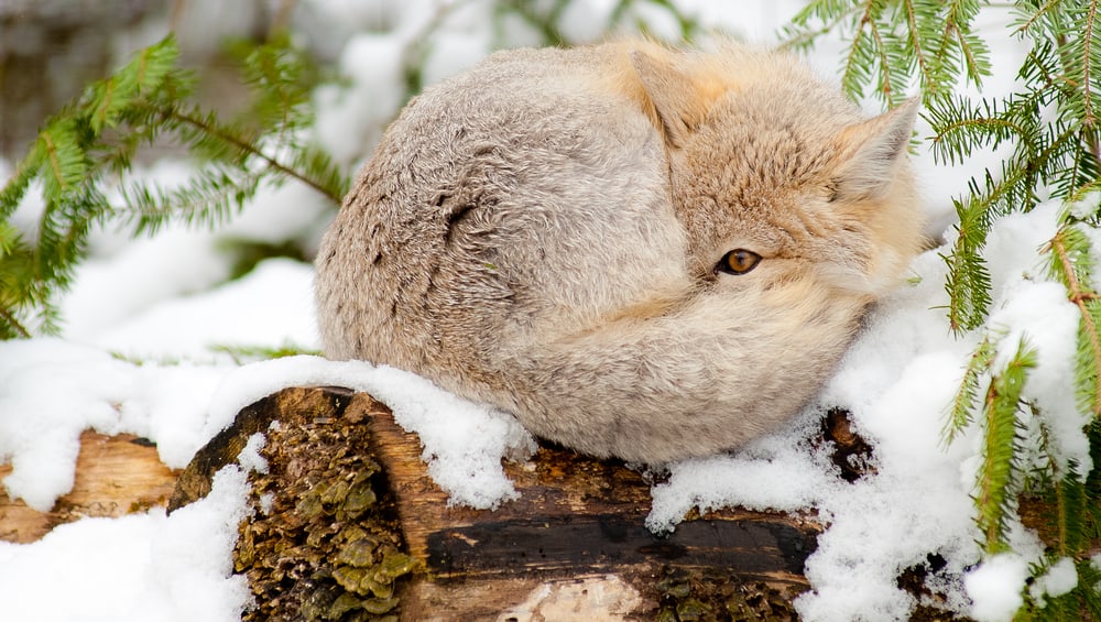 This is a small Vulpes velox  resting at a snowy landscape.