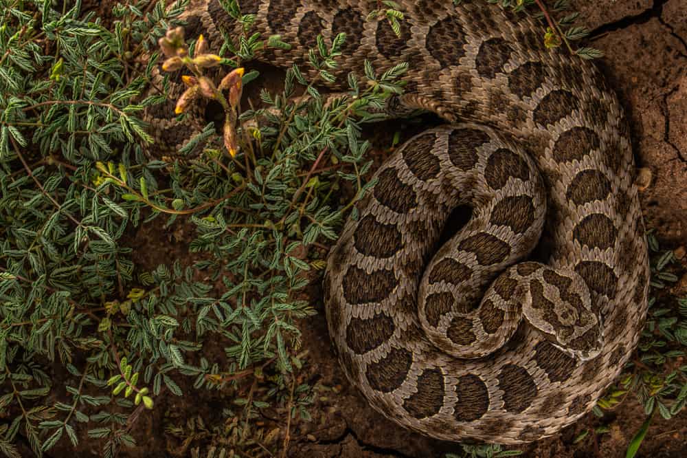This is an adult Western Massasauga coiled on the ground.
