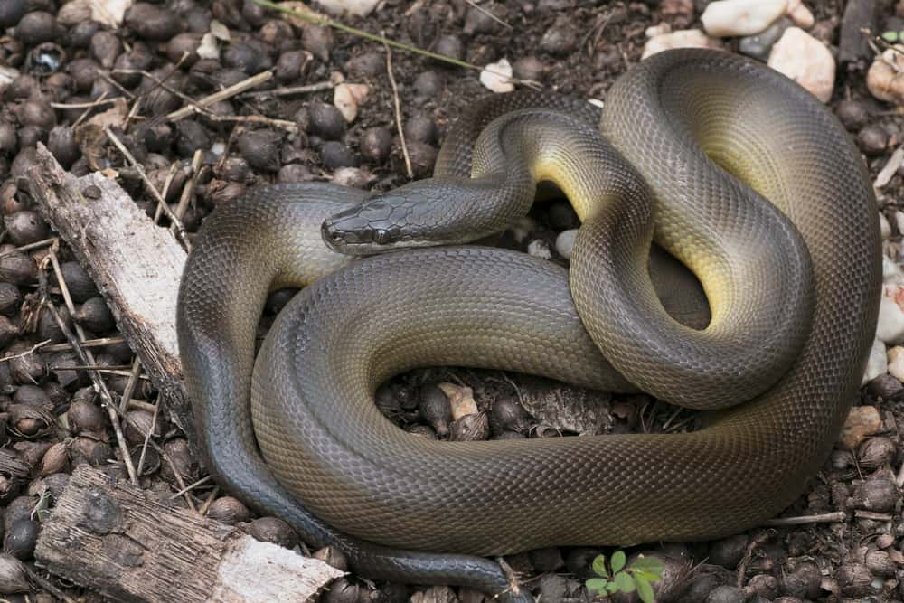 This is a Brown Water Python coiled on the ground.