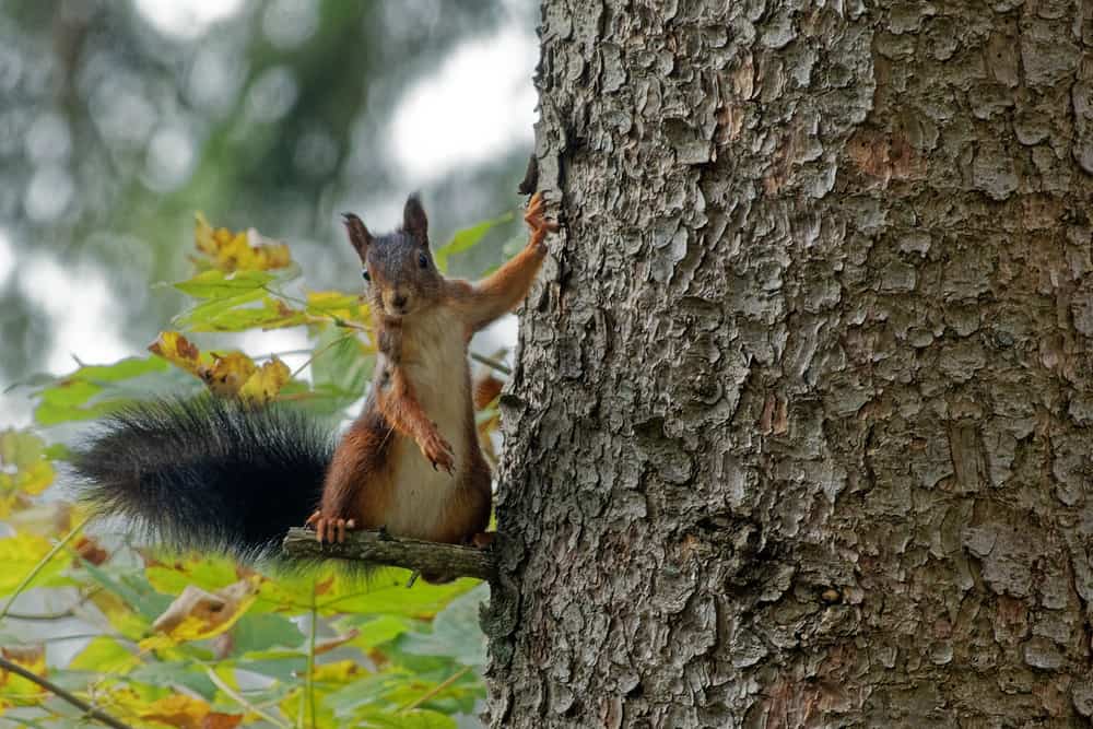 This is a tree squirrel on a tree branch.