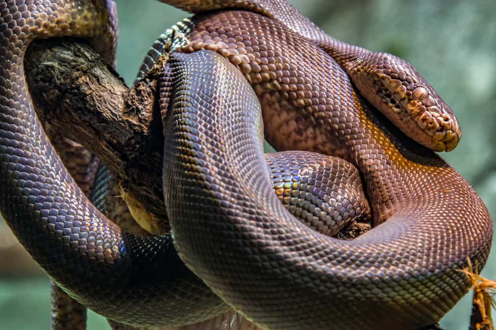 This is a close look at a Macklot's Python on tree branch.