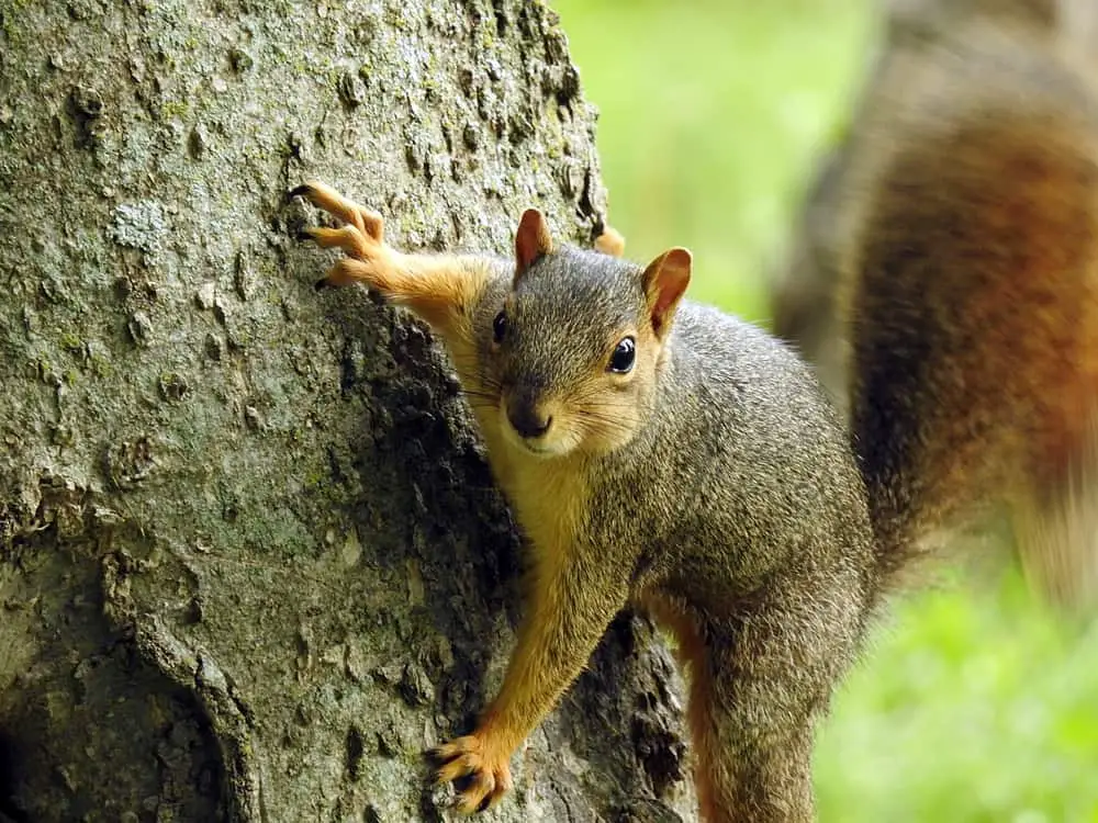 This is a tree squirrel on a tree trunk.