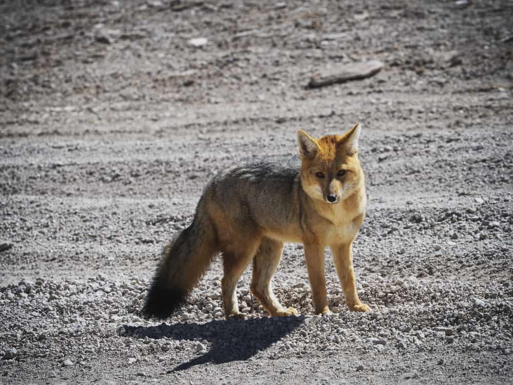 This is a culpeo fox at a desert mountain landscape.