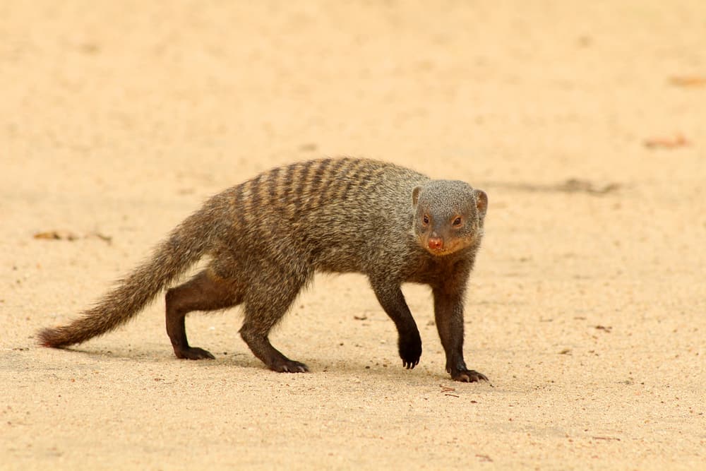 This is a mongoose on the hunt.