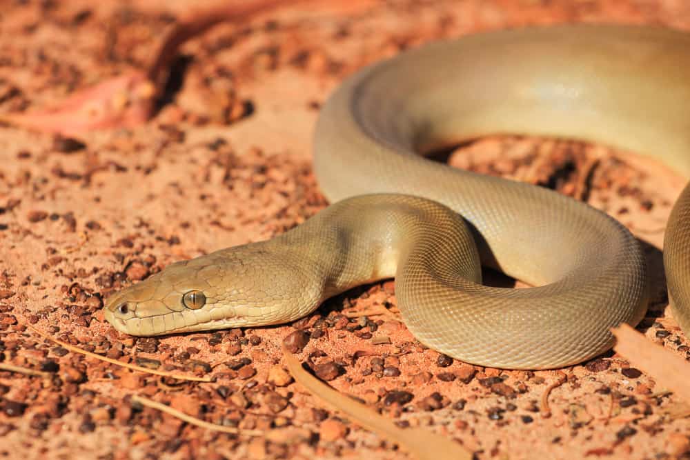 This is an Olive Python coiled on red dirt ground.