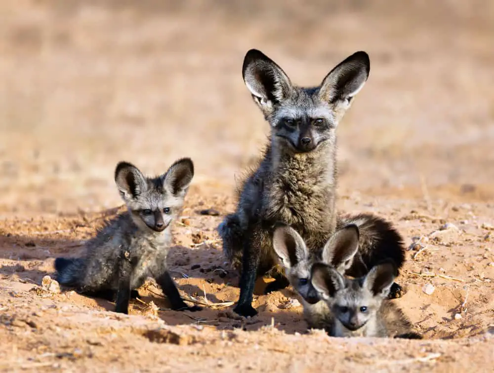 This is a family of Otocyon Fox or bat-eared foxes.