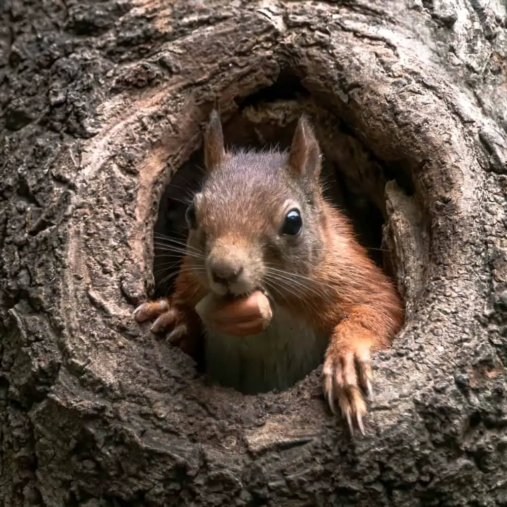 This is a tree squirrel coming out of its tree home.