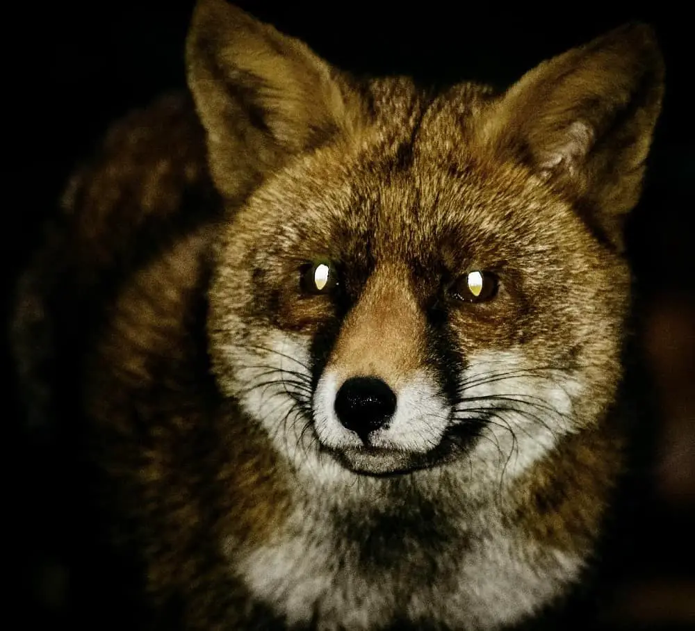 This is a close-up of a fox in the darkness showcasing vertical lenses.