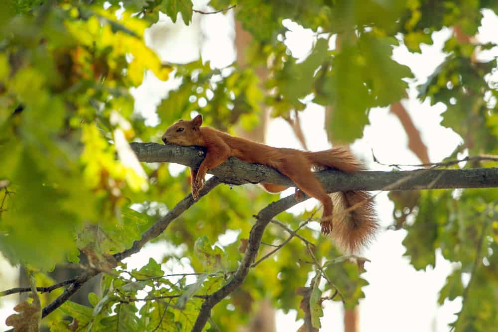 This is a tree squirrel resting on a branch.