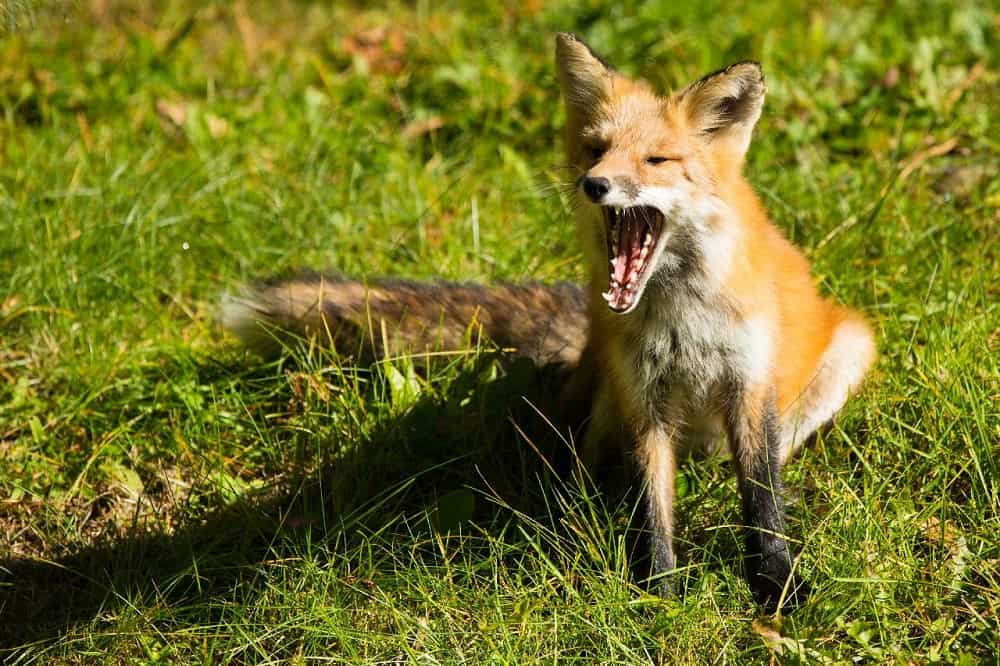 This is a fox howling on a grass field.