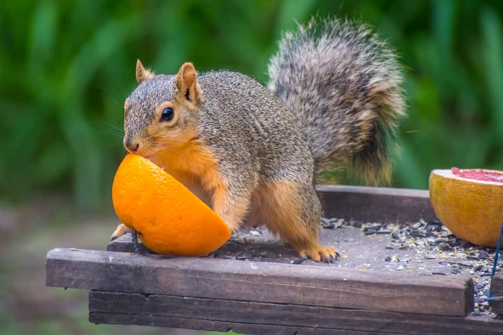 This is a tree squirrel eating an orange.