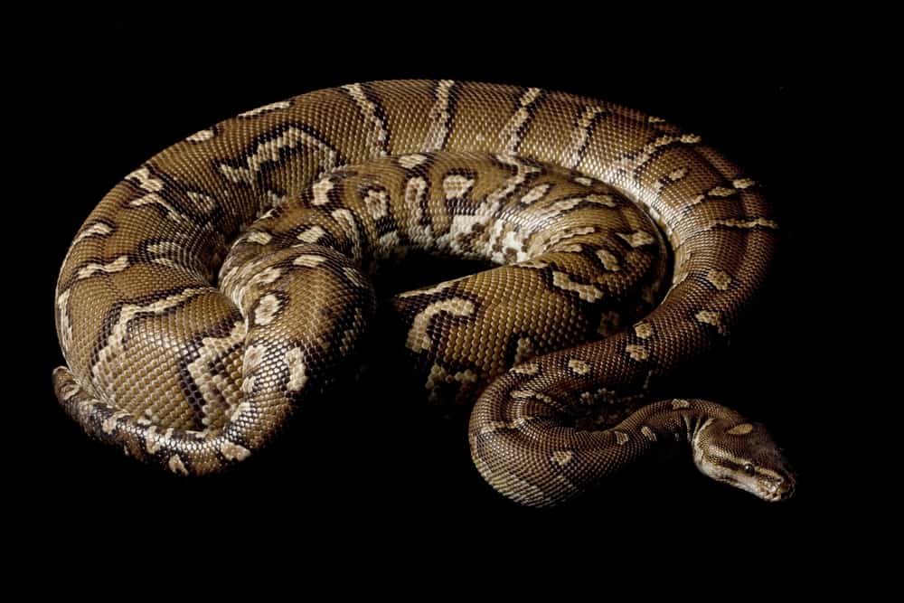This is a close look at an Angolan Python.