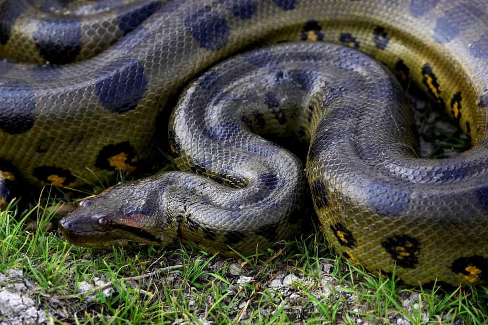 This is a green anaconda coiled and resting.