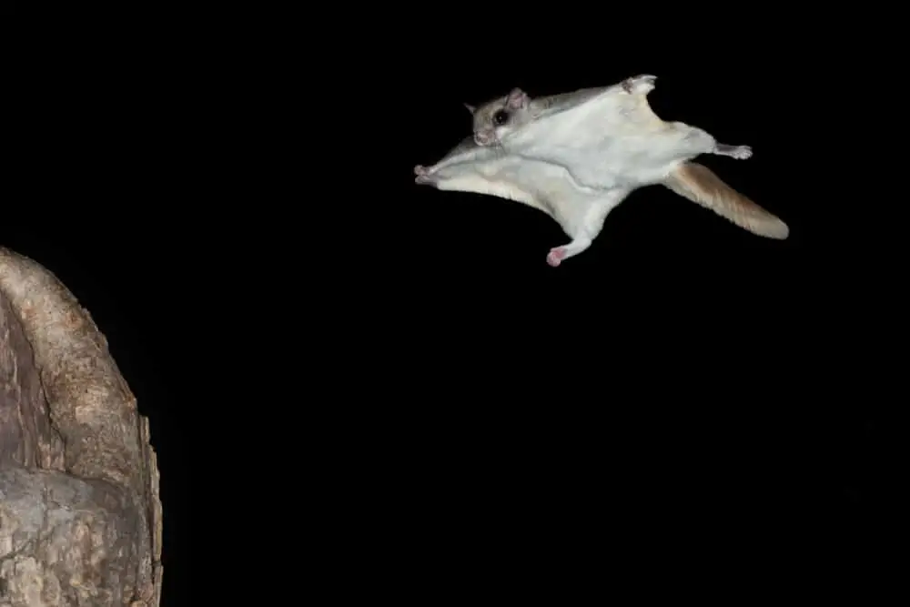 This is a flying squirrel in action during the night.