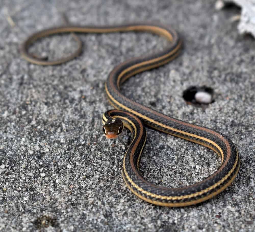 This is a garter snake lifting its head from the ground.