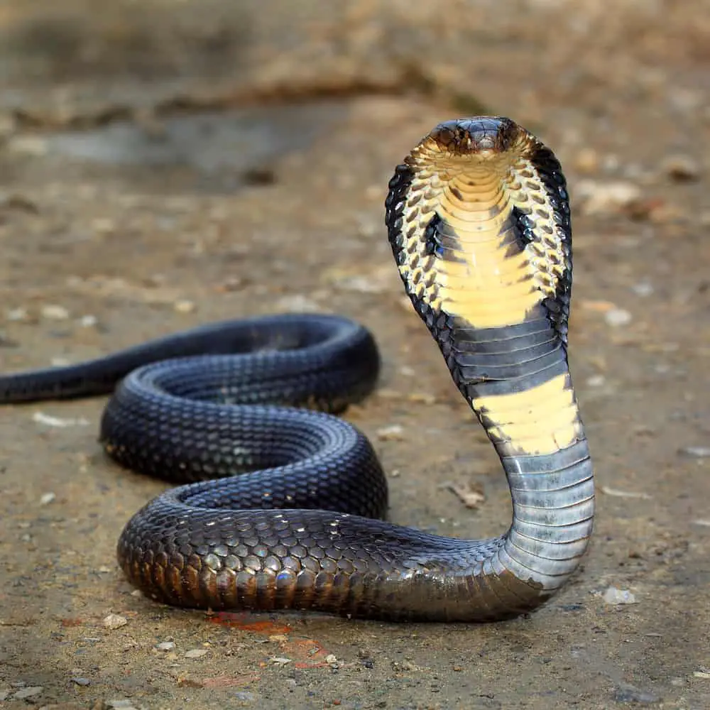 This is a king cobra with its hood up.
