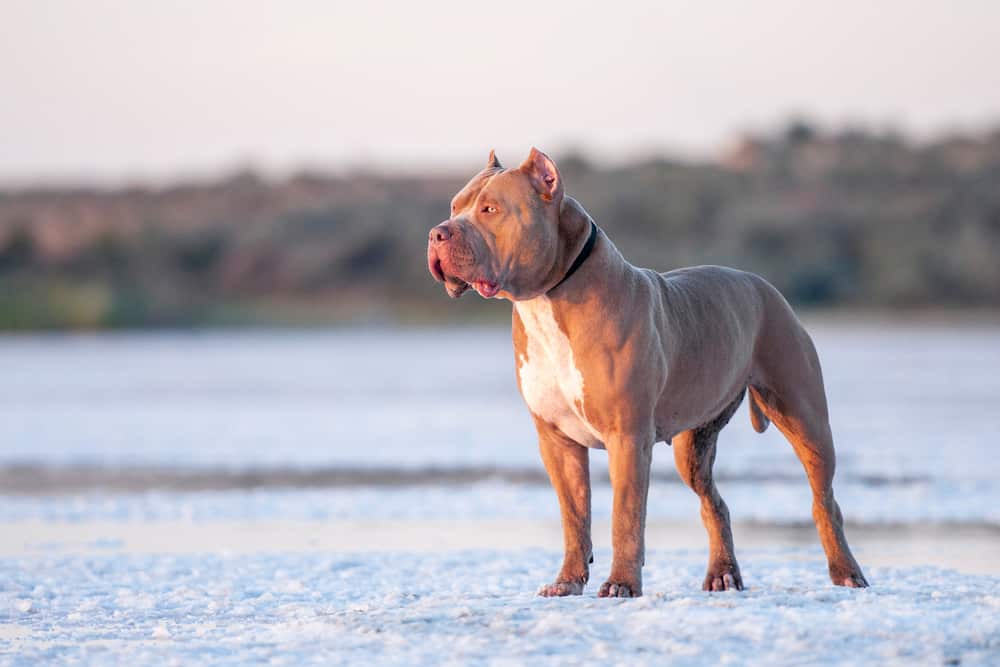 This is a pitbull at a snowy landscape.