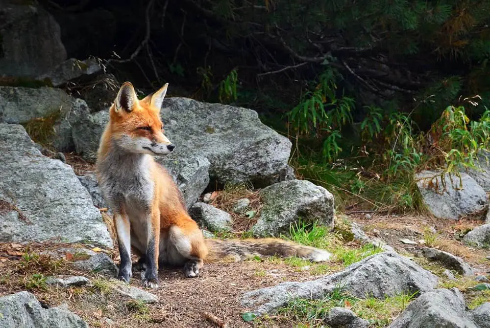 This is a red fox on a rocky terrain.
