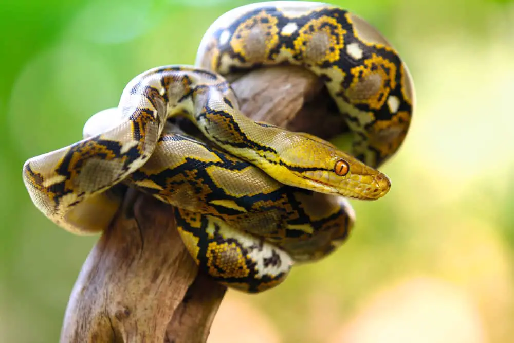 This is a reticulated python coiled on a tree branch.