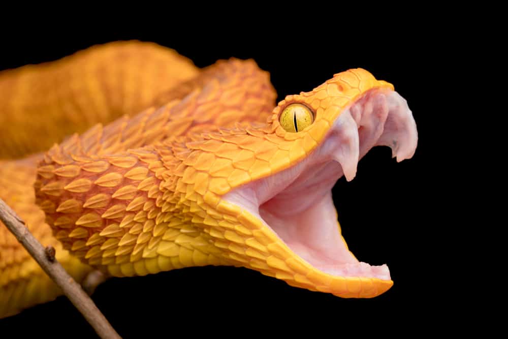 This is a yellow bush viper with its fangs bared.