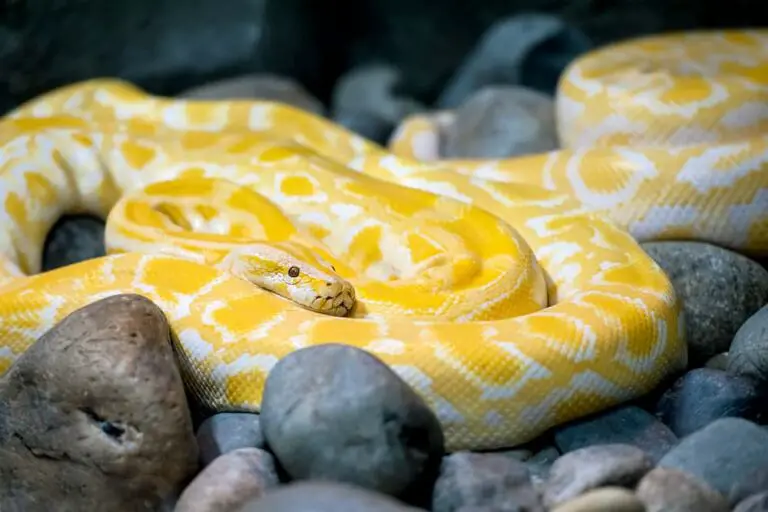 41 Different Types of Pythons - NatureNibble