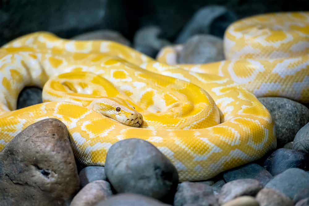 This is a close look at an albino Burmese Python.